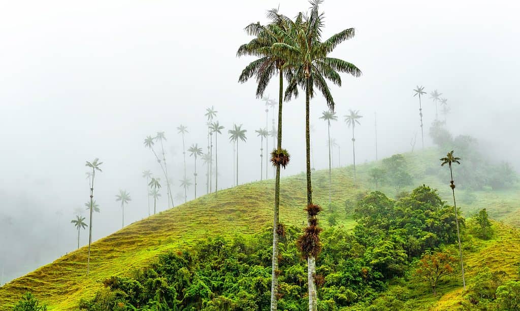 wax palm tree 2