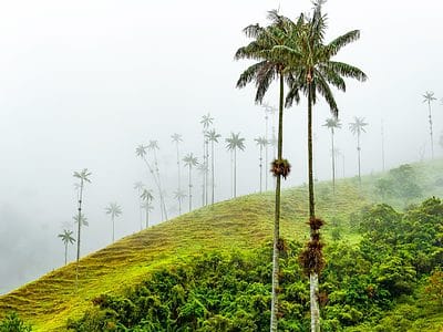A Discover the Tallest Palm Tree in the World (It’s NOT in Florida!)