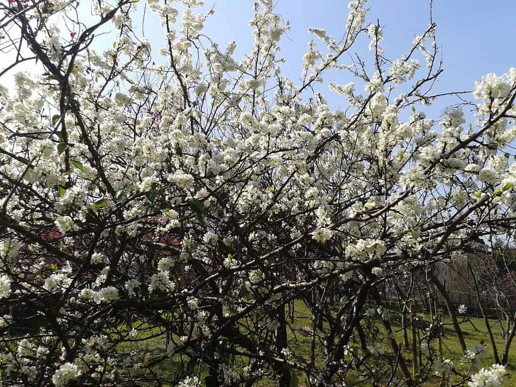 Plum blossom is used in Chinese medicine