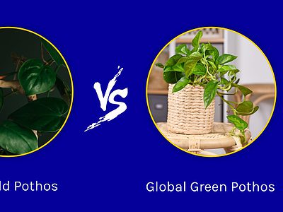 A Emerald Pothos vs. Global Green