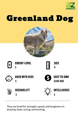 Greenland Dog - A-Z Animals