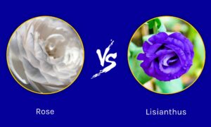 Lisianthus vs. Rose: Which One Is Right for Your Garden? Picture