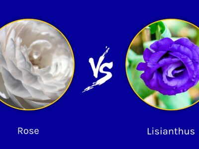 A Lisianthus vs. Rose: Which One Is Right for Your Garden?