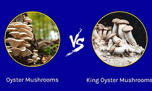 Oyster Mushrooms vs. King Oyster Mushrooms Picture