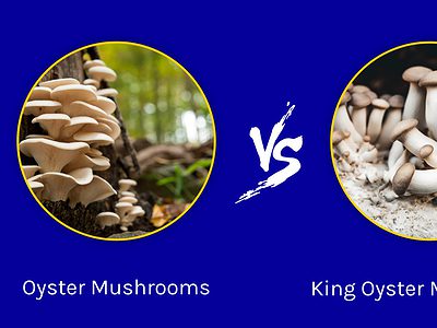 A Oyster Mushrooms vs. King Oyster Mushrooms