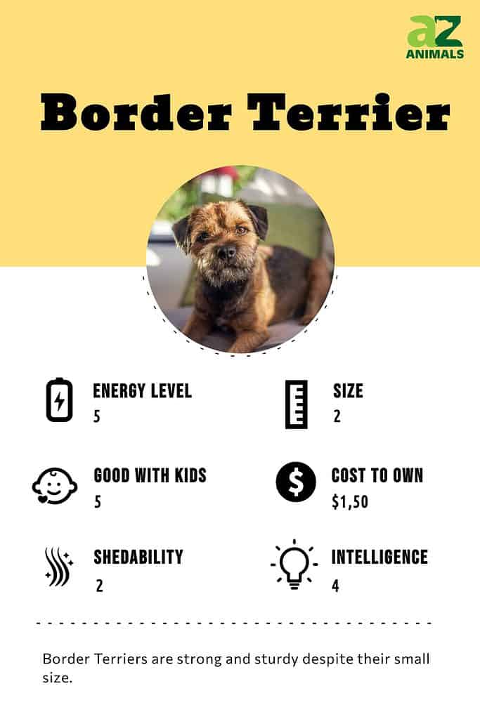 Border Terrier infographic