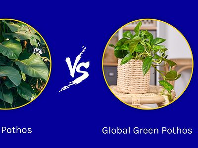 A Jade Pothos vs. Global Green Pothos