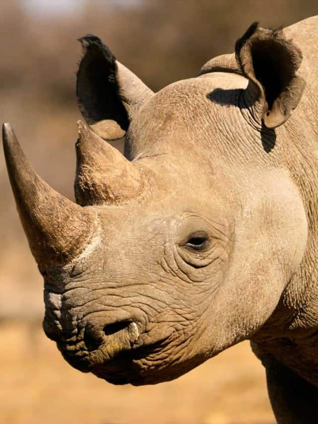 10 Incredible Rhinoceros Facts - AZ Animals