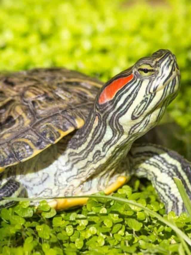 Turtles Quiz: What Do You Know? - A-Z Animals