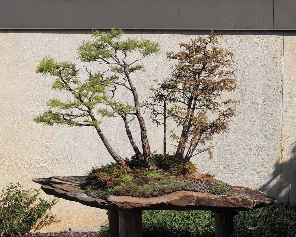bald cypress bonsai tree