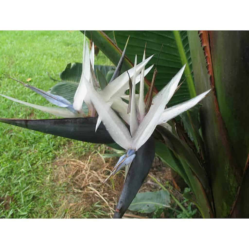 Strelitzia Caudata/ mountain strelitzia