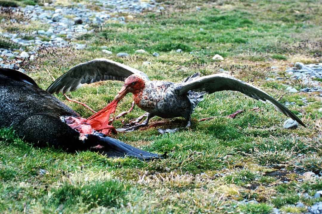 giant petrel