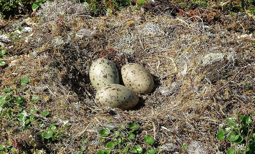 great black gull egg clutch