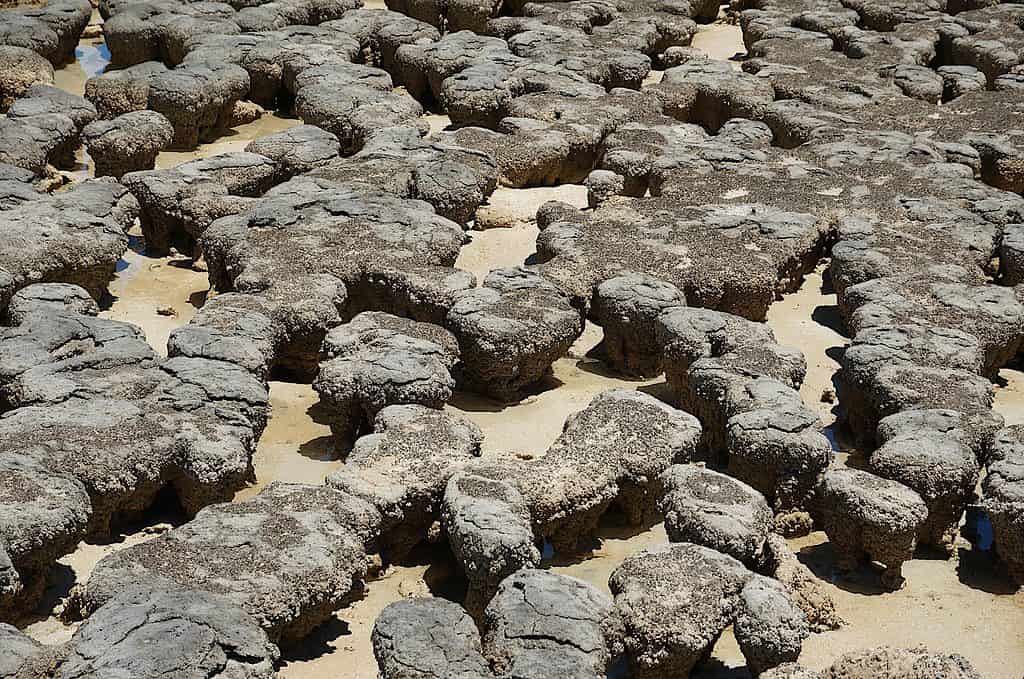 Hamlin Pool, Western Australia stromatolites.