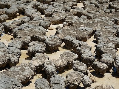 A Stromatolite