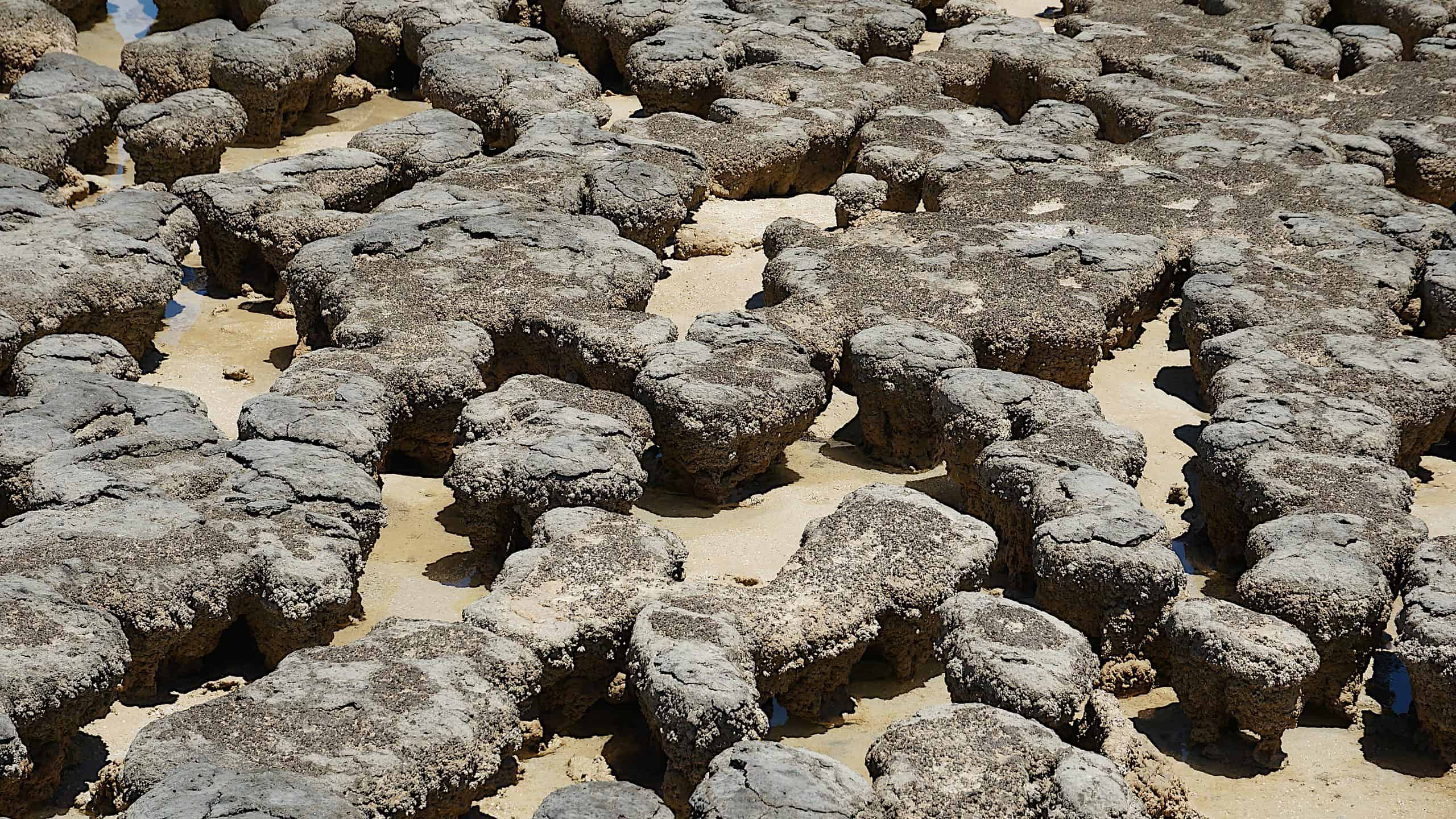 Hamlin Pool, Western Australia stromatolites.