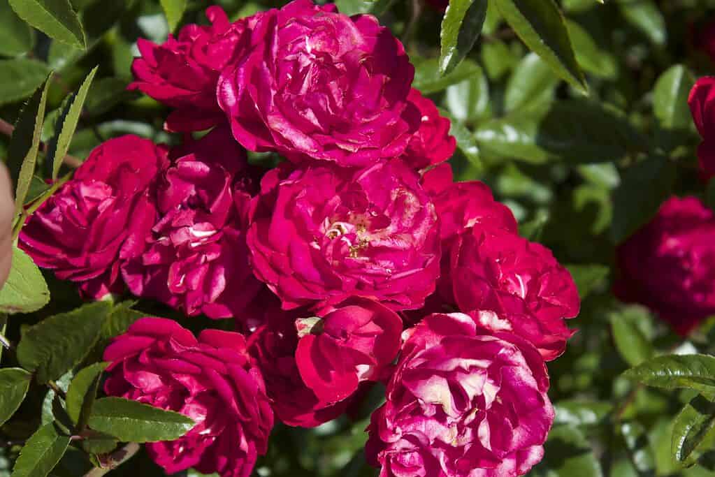 Polyantha roses are smaller in size making them suitable for pots
