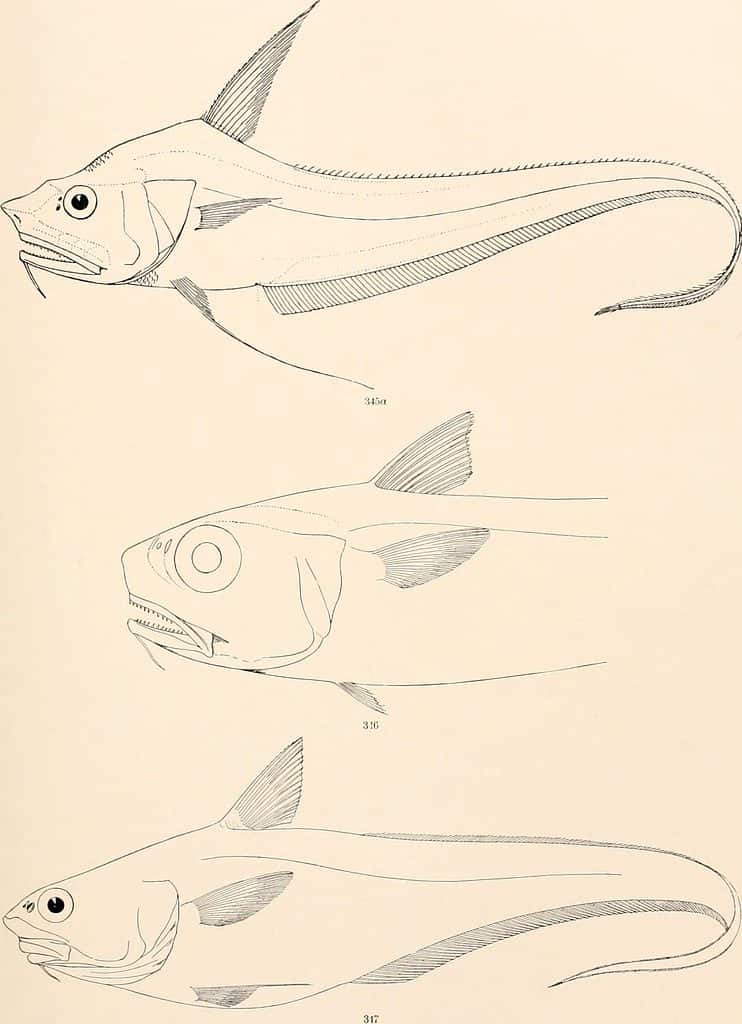 Illustration of Globehead Grenadier