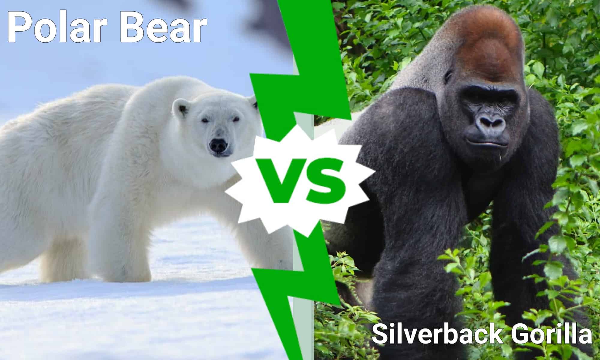 Who would win polar bear or gorilla?