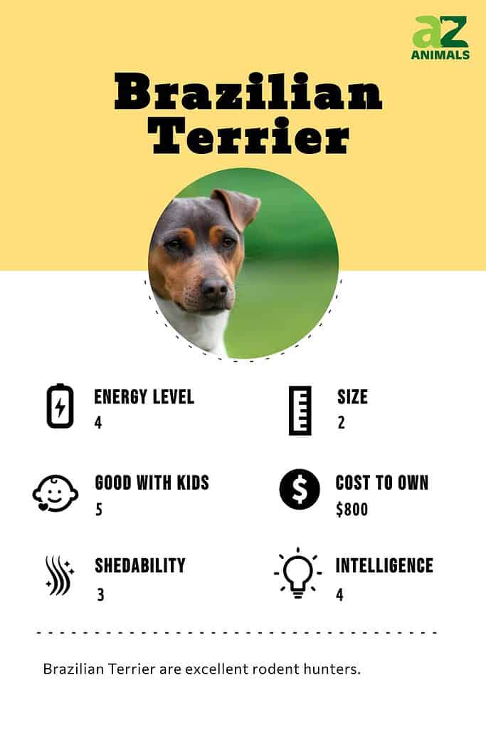Brazilian Terrier infographic