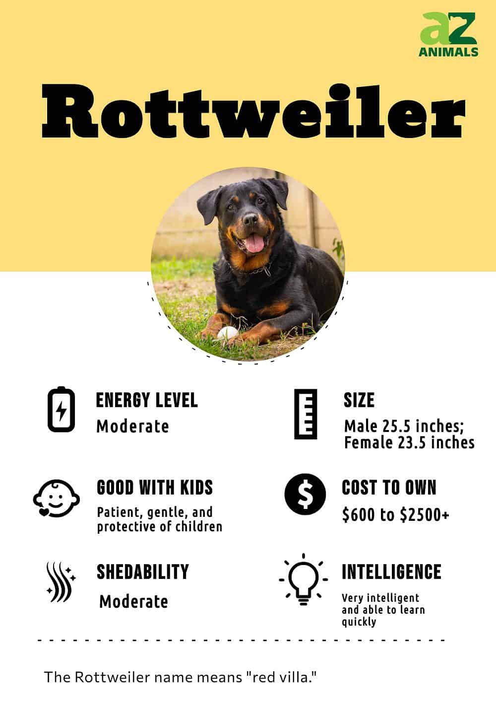 Rottweiler Dog Breed Complete Guide - AZ Animals