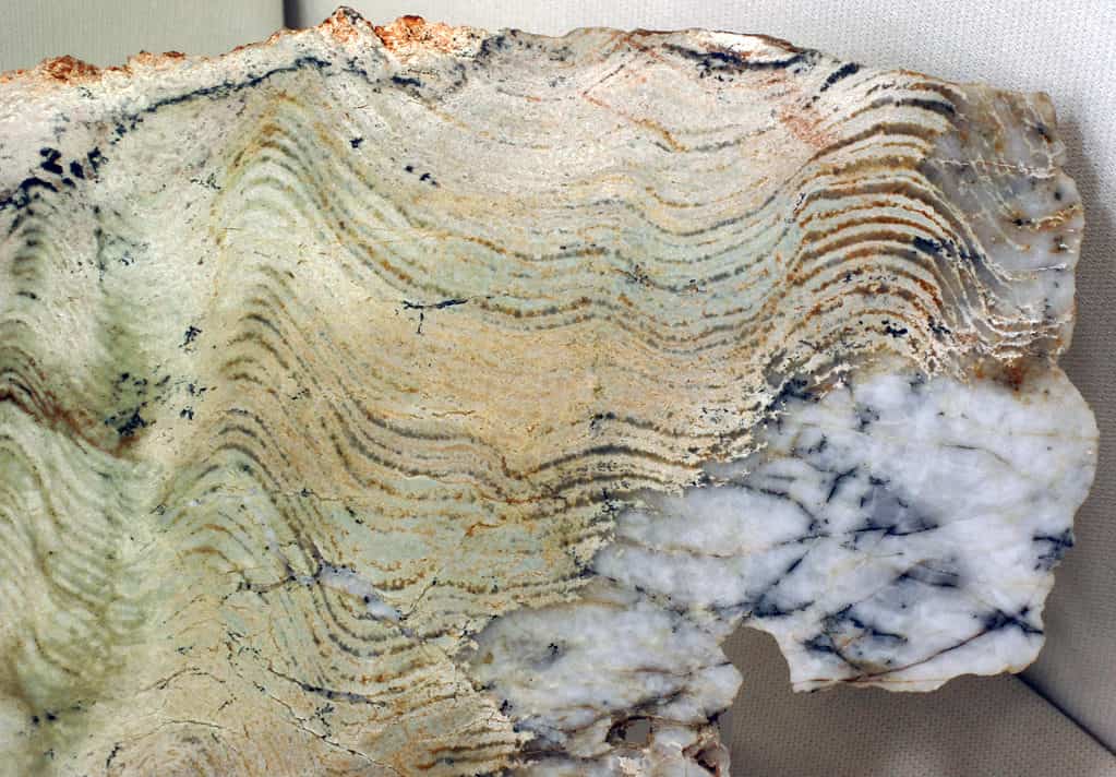 Stromatolite, Western Australia