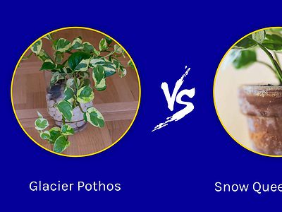 A Glacier Pothos vs. Snow Queen Pothos