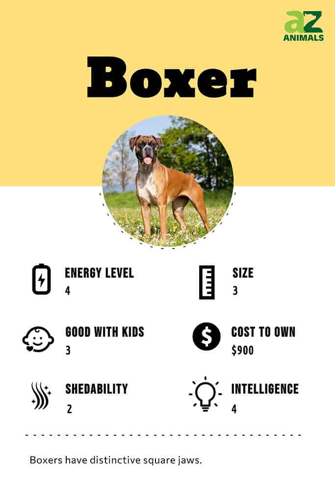 Boxer Infographic