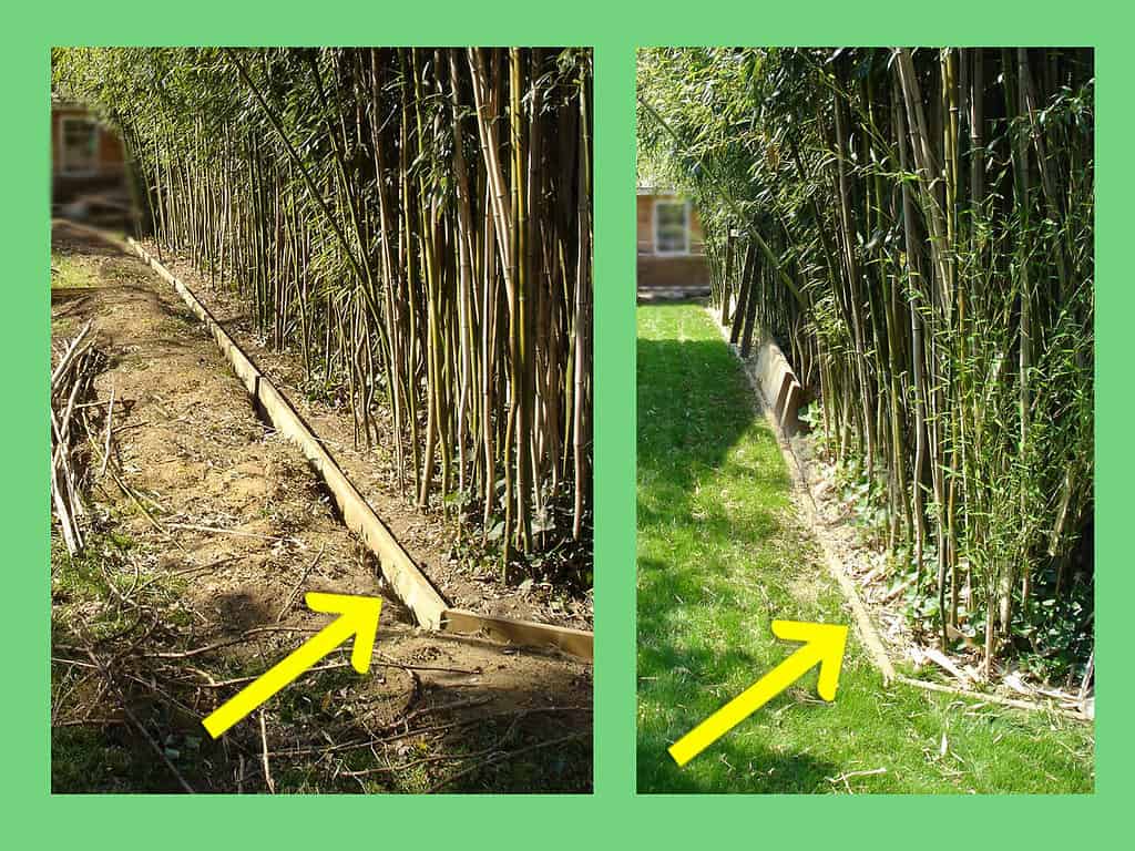 In-ground barrier to contain the growth of bamboo (2 x 12 inch, 5 x 30 cm) pressure-treated lumber.