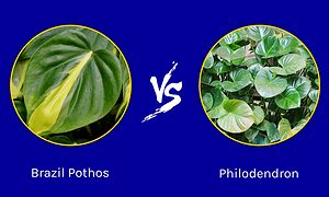 Brazil Pothos vs. Philodendron Picture