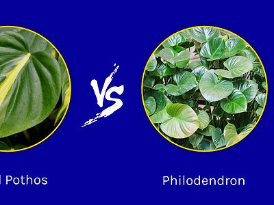A Brazil Pothos vs. Philodendron