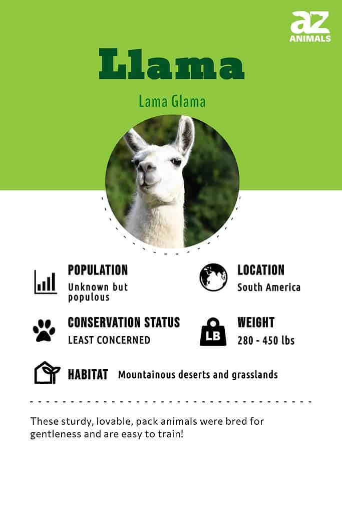 Llama Prices 2024: Purchase Cost, Supplies, Food, and More! - A-Z