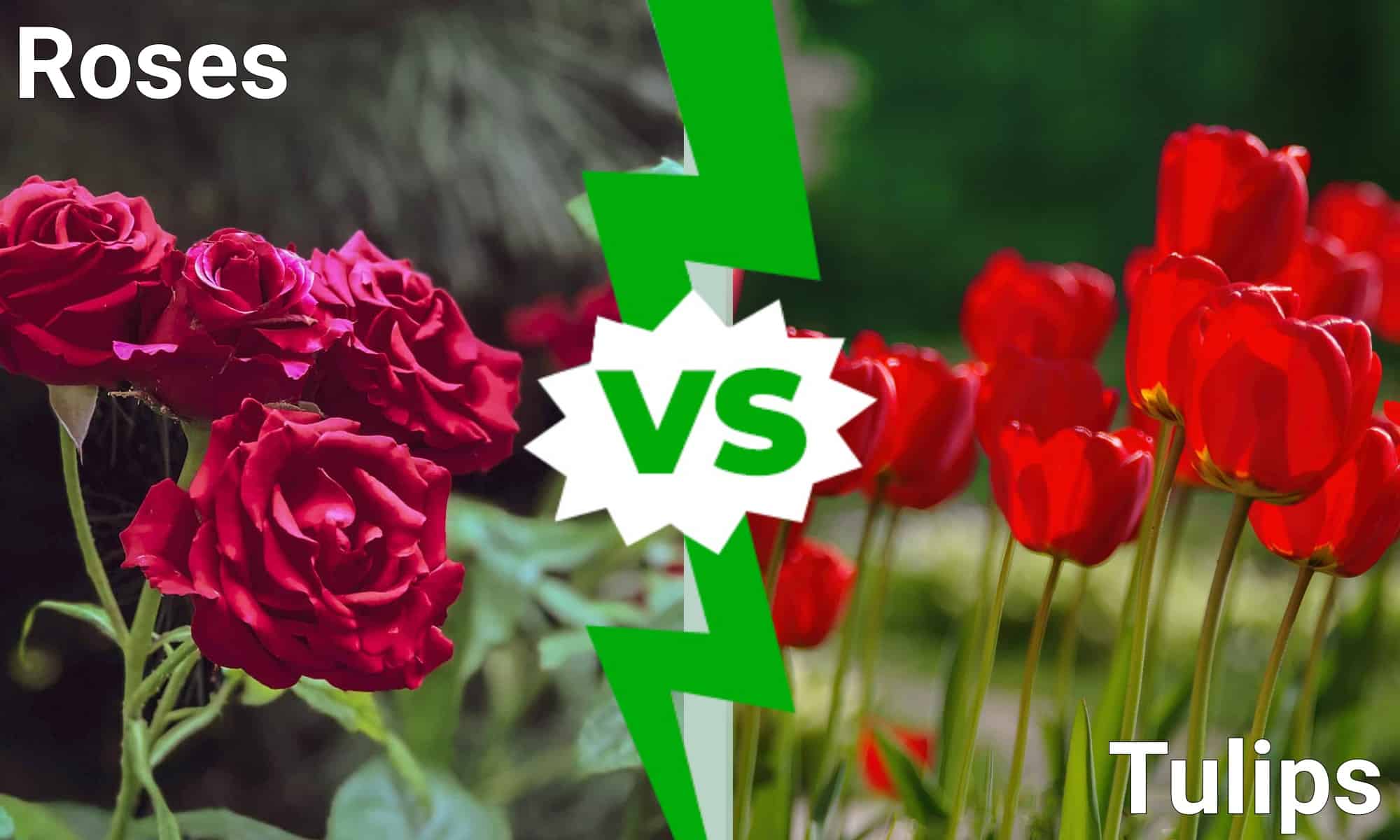 Roses vs. Tulips