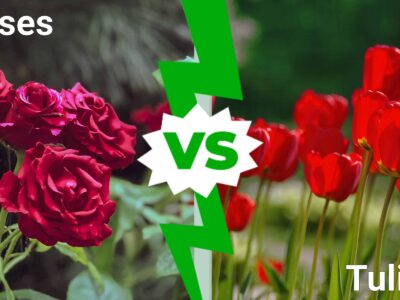 A Roses vs. Tulips: Which Is a Better Fit for Your Garden?