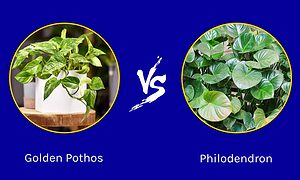 Golden Pothos vs. Philodendron Picture