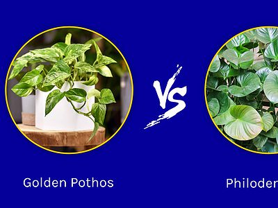A Golden Pothos vs. Philodendron