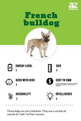 French Bulldog Dog Breed Complete Guide - A-Z Animals
