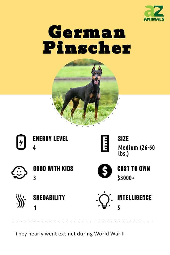 are german pinschers good with other dogs