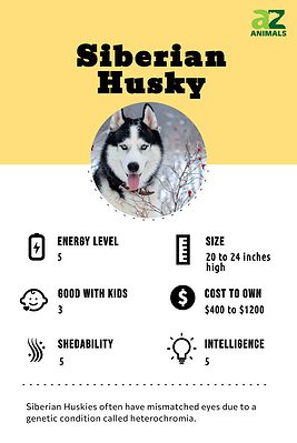 Siberian Husky - A-Z Animals