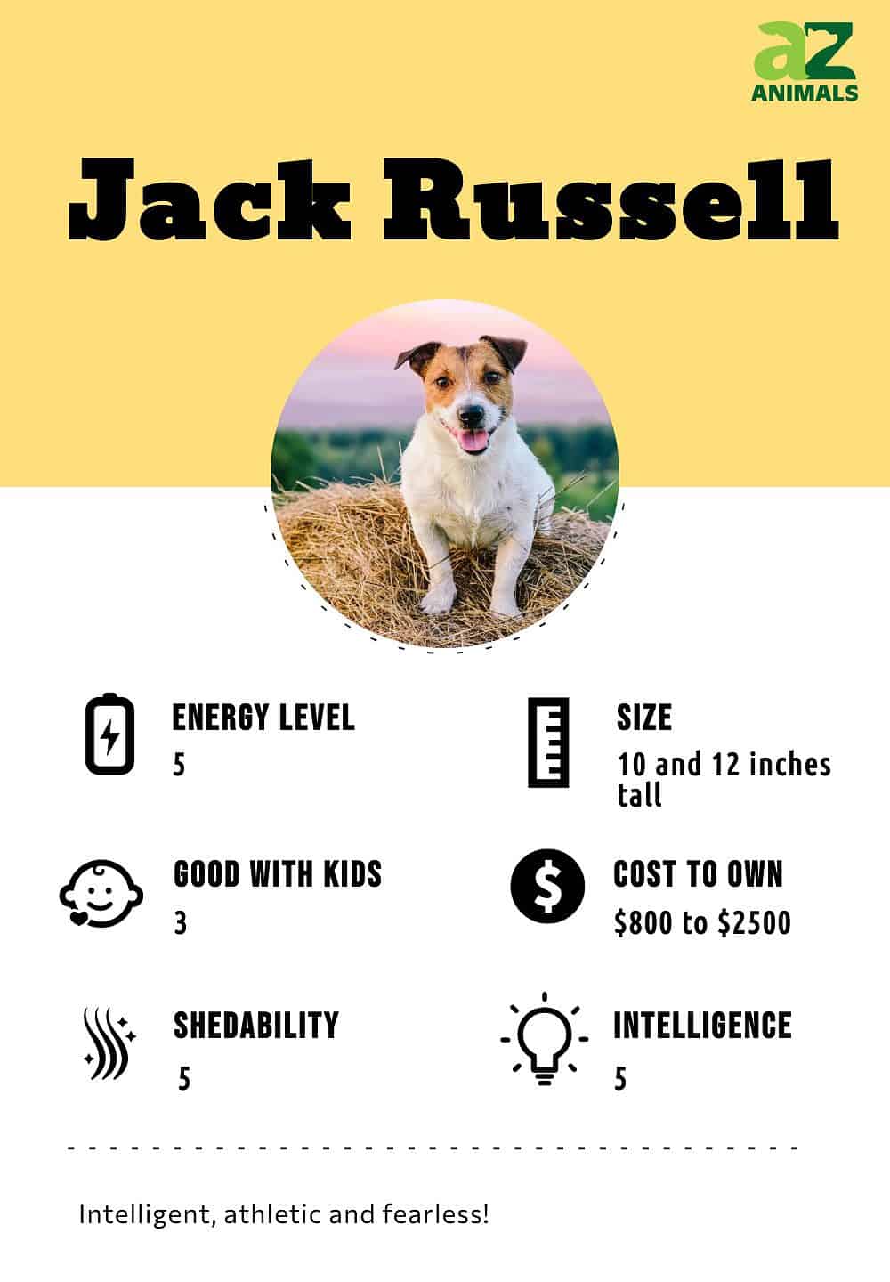 Jack russell hot sale description