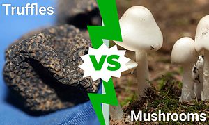 Truffles vs. Mushrooms photo