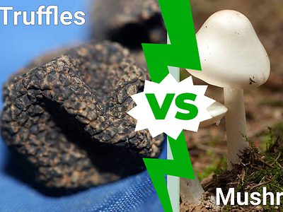 A Truffles vs. Mushrooms