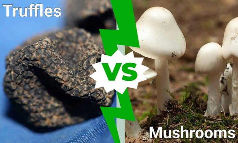 Truffles vs. Mushrooms