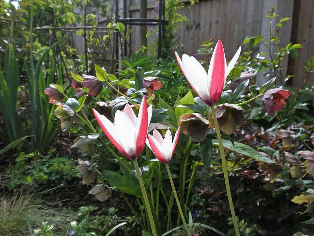'Peppermint Stick Botanical' Tulip