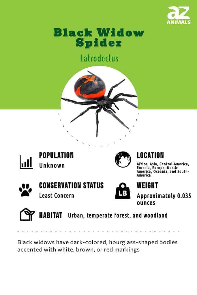 Spiders  Facts & Identification, Control & Prevention
