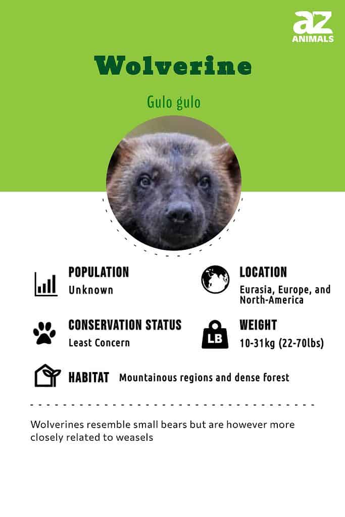 Wolverine Animal Facts | Gulo gulo - AZ Animals