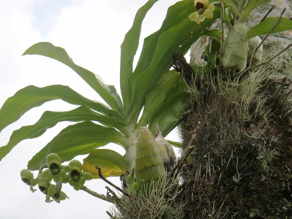 Catasetum integerrimum - Intact Catasetum Orchid