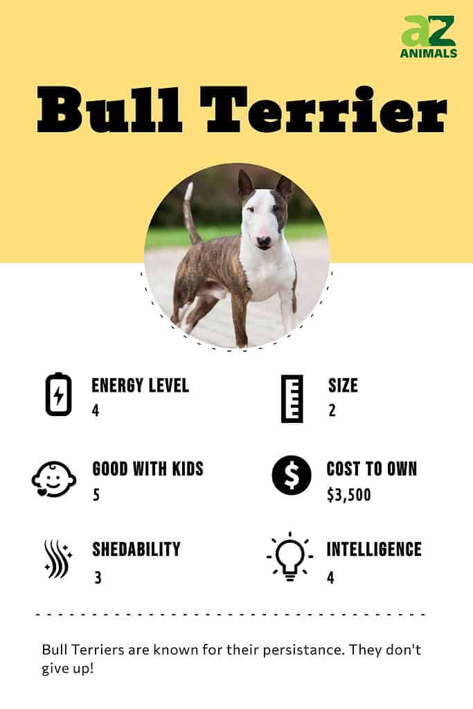 Bull Terrier infographic