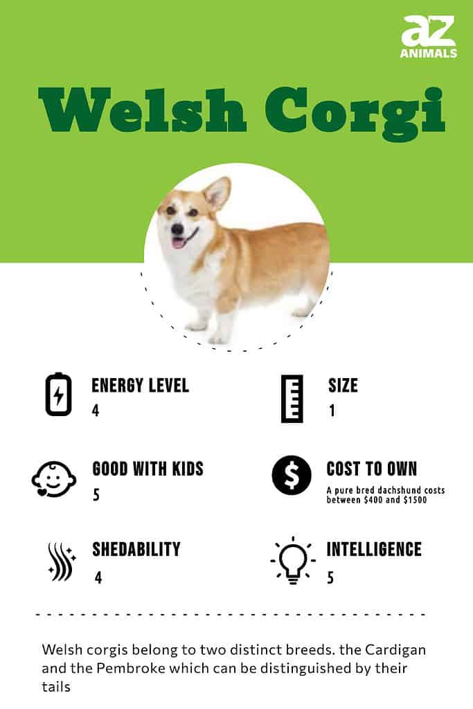 Welsh Corgi Dog Breed Complete Guide - A-Z Animals