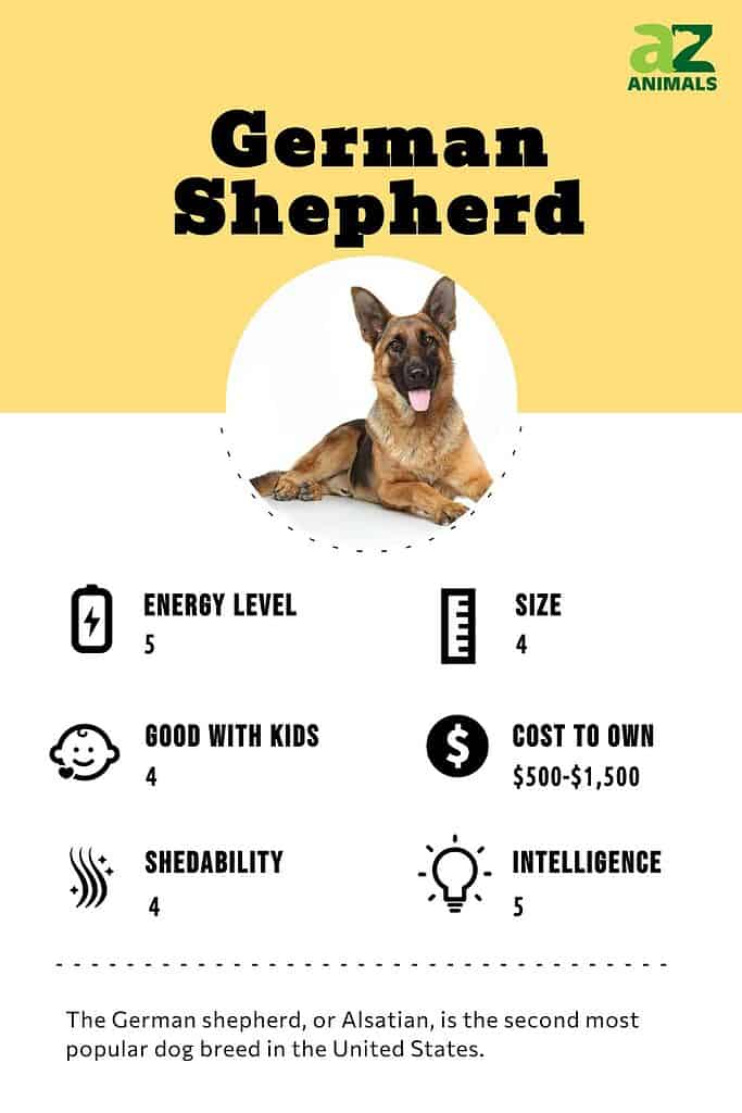 german shepherd teeth chart